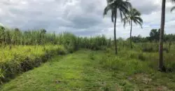 Fertile 22 acre farm in Westmoreland with sugar cane fields and much more for sale