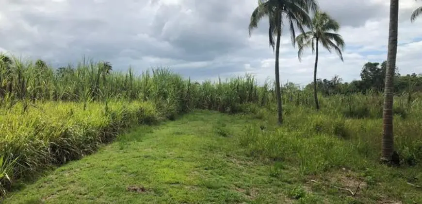 Fertile 22 acre farm in Westmoreland with sugar cane fields and much more for sale