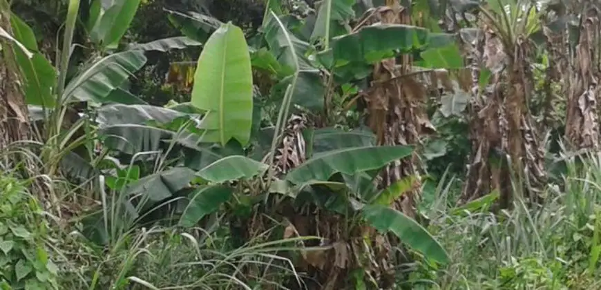 Land in St Mary with banana trees and very fertile soil for sale