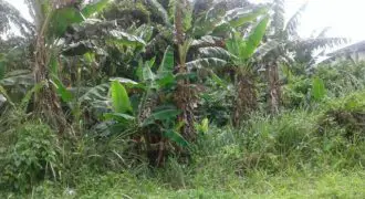 Land in St Mary with banana trees and very fertile soil for sale