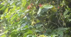 300 acres with 2 bedroom house for sale, property has coffee (past yields of 5000 boxes per year) and bananas (past yields 5 truck loads per week)