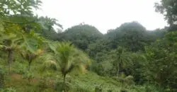 300 acres with 2 bedroom house for sale, property has coffee (past yields of 5000 boxes per year) and bananas (past yields 5 truck loads per week)