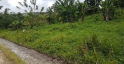 Agricultural land for sale in St Mary, property currently has banana plants, sugar cane, coconut trees etc the property has tremendous potential for land scale agricultural production