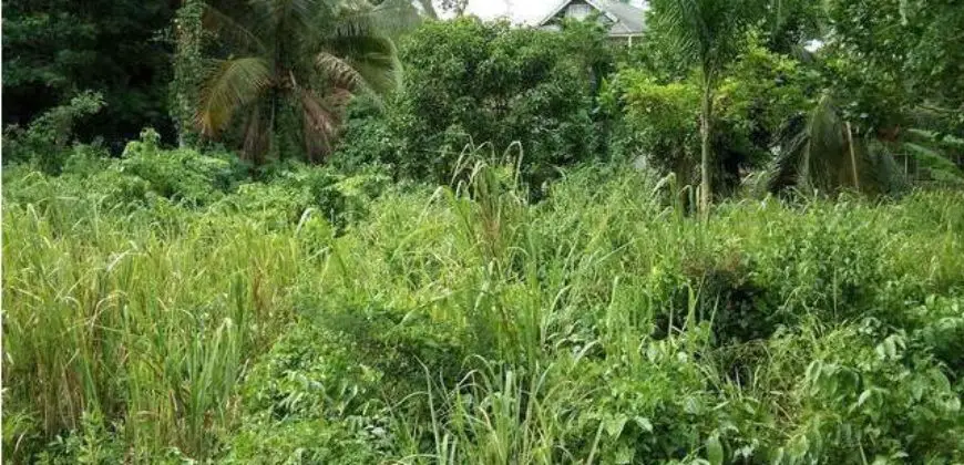 Lush, relatively flat land in the hills of Oracabessa for sale, not very far from the main road
