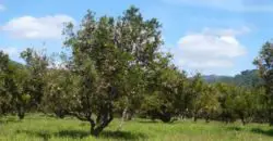 Fully operational citrus and cane farm for sale