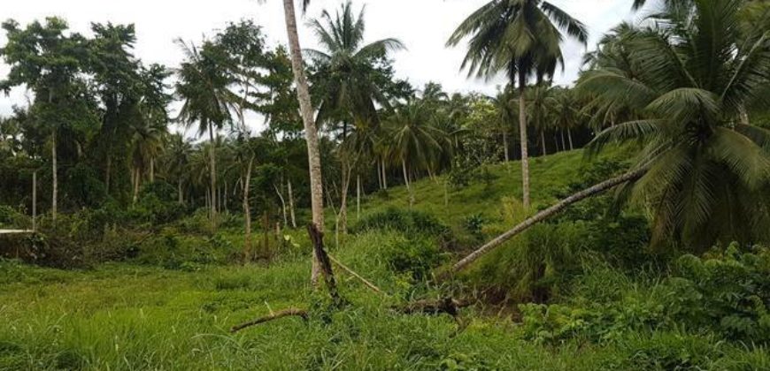 Agricultural land for sale in St Mary, property currently has banana plants, sugar cane, coconut trees etc the property has tremendous potential for land scale agricultural production