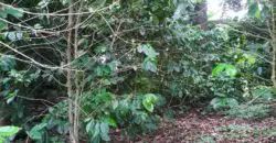 Over 7 acres of land with a rustic one bedroom dwelling, property has coffee and many other fruit trees