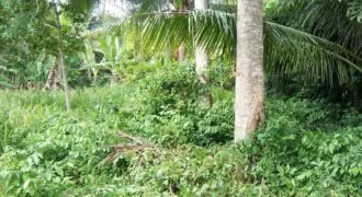 Lush, relatively flat land in the hills of Oracabessa for sale, not very far from the main road